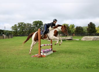 American Quarter Horse, Castrone, 8 Anni, 152 cm, Sauro ciliegia