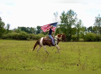 American Quarter Horse, Castrone, 8 Anni, 152 cm, Sauro ciliegia