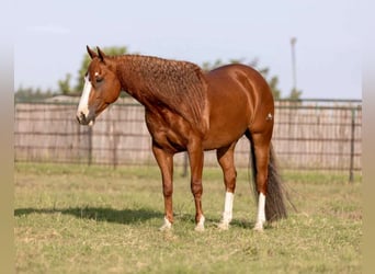 American Quarter Horse, Castrone, 8 Anni, 152 cm, Sauro ciliegia