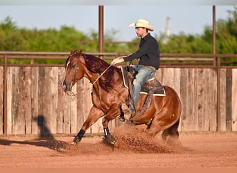 American Quarter Horse, Castrone, 8 Anni, 152 cm, Sauro ciliegia