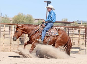 American Quarter Horse, Castrone, 8 Anni, 152 cm, Sauro ciliegia