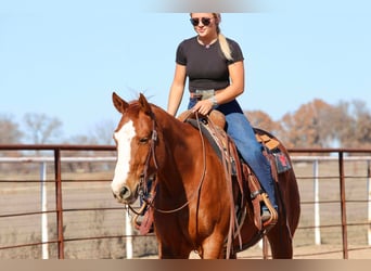 American Quarter Horse, Castrone, 8 Anni, 152 cm, Sauro ciliegia