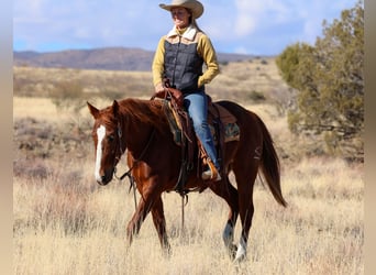 American Quarter Horse, Castrone, 8 Anni, 152 cm, Sauro ciliegia