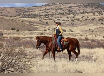 American Quarter Horse, Castrone, 8 Anni, 152 cm, Sauro ciliegia