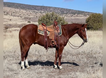 American Quarter Horse, Castrone, 8 Anni, 152 cm, Sauro ciliegia