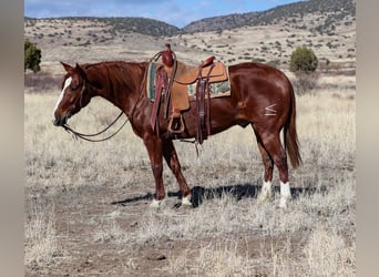 American Quarter Horse, Castrone, 8 Anni, 152 cm, Sauro ciliegia