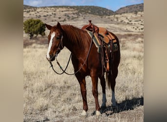 American Quarter Horse, Castrone, 8 Anni, 152 cm, Sauro ciliegia