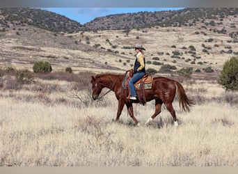 American Quarter Horse, Castrone, 8 Anni, 152 cm, Sauro ciliegia