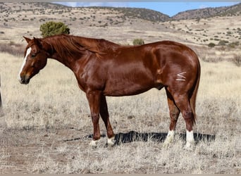 American Quarter Horse, Castrone, 8 Anni, 152 cm, Sauro ciliegia