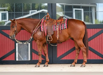 American Quarter Horse, Castrone, 8 Anni, 152 cm, Sauro ciliegia