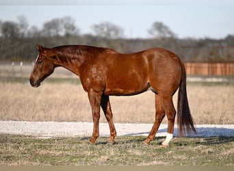 American Quarter Horse, Castrone, 8 Anni, 152 cm, Sauro ciliegia