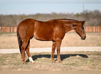 American Quarter Horse, Castrone, 8 Anni, 152 cm, Sauro ciliegia