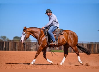 American Quarter Horse, Castrone, 8 Anni, 152 cm, Sauro ciliegia
