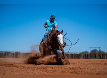 American Quarter Horse, Castrone, 8 Anni, 152 cm, Sauro ciliegia