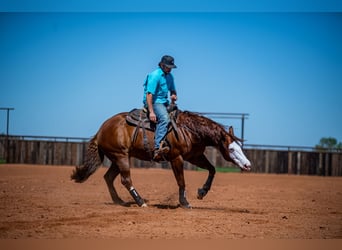 American Quarter Horse, Castrone, 8 Anni, 152 cm, Sauro ciliegia