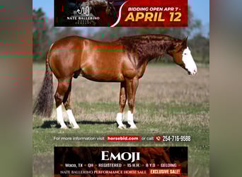 American Quarter Horse, Castrone, 8 Anni, 152 cm, Sauro ciliegia