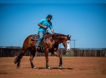 American Quarter Horse, Castrone, 8 Anni, 152 cm, Sauro ciliegia