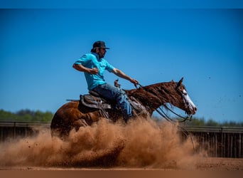 American Quarter Horse, Castrone, 8 Anni, 152 cm, Sauro ciliegia