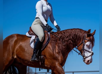 American Quarter Horse, Castrone, 8 Anni, 152 cm, Sauro ciliegia