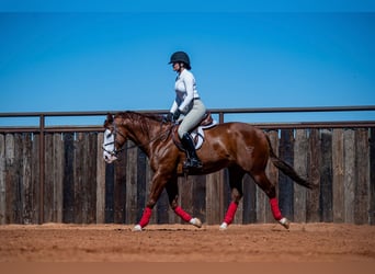 American Quarter Horse, Castrone, 8 Anni, 152 cm, Sauro ciliegia