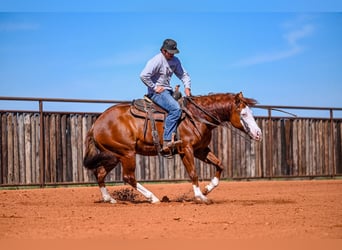 American Quarter Horse, Castrone, 8 Anni, 152 cm, Sauro ciliegia