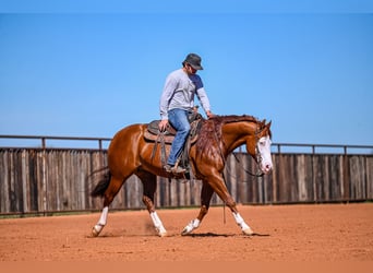 American Quarter Horse, Castrone, 8 Anni, 152 cm, Sauro ciliegia