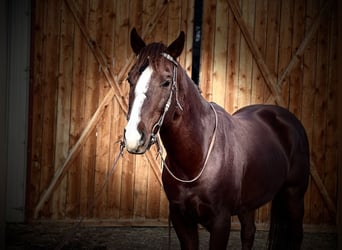 American Quarter Horse, Castrone, 8 Anni, 152 cm, Sauro scuro