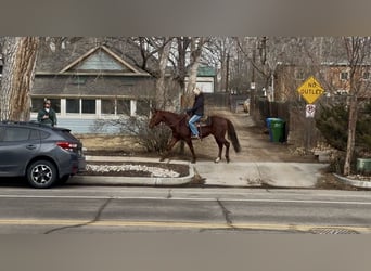 American Quarter Horse, Castrone, 8 Anni, 152 cm, Sauro scuro