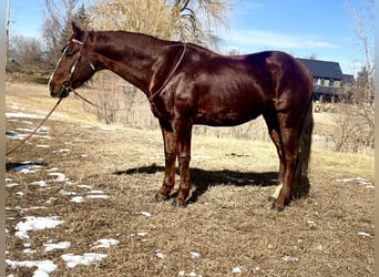 American Quarter Horse, Castrone, 8 Anni, 152 cm, Sauro scuro