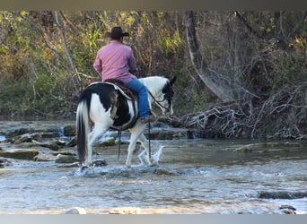 American Quarter Horse, Castrone, 8 Anni, 152 cm, Tobiano-tutti i colori