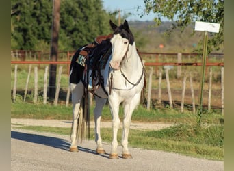 American Quarter Horse, Castrone, 8 Anni, 152 cm, Tobiano-tutti i colori