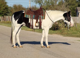 American Quarter Horse, Castrone, 8 Anni, 152 cm, Tobiano-tutti i colori