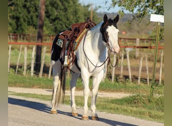 American Quarter Horse, Castrone, 8 Anni, 152 cm, Tobiano-tutti i colori