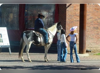 American Quarter Horse, Castrone, 8 Anni, 152 cm, Tobiano-tutti i colori