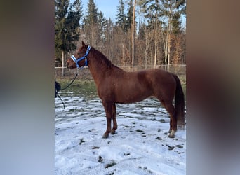 American Quarter Horse Mix, Castrone, 8 Anni, 153 cm, Sauro