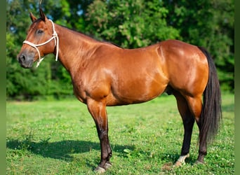 American Quarter Horse, Castrone, 8 Anni, 155 cm, Baio ciliegia