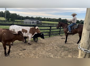 American Quarter Horse, Castrone, 8 Anni, 155 cm, Baio ciliegia