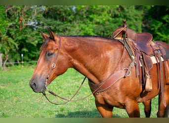 American Quarter Horse, Castrone, 8 Anni, 155 cm, Baio ciliegia