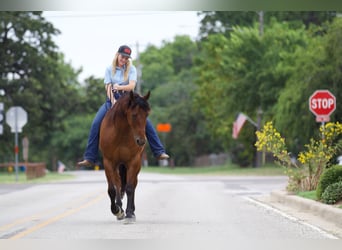 American Quarter Horse, Castrone, 8 Anni, 155 cm, Baio ciliegia