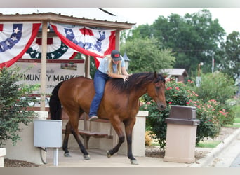 American Quarter Horse, Castrone, 8 Anni, 155 cm, Baio ciliegia