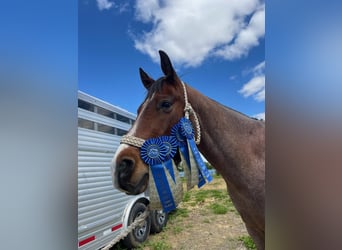 American Quarter Horse, Castrone, 8 Anni, 155 cm, Baio roano