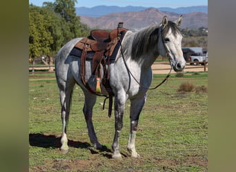 American Quarter Horse, Castrone, 8 Anni, 155 cm, Grigio