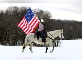 American Quarter Horse, Castrone, 8 Anni, 155 cm, Grigio