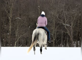 American Quarter Horse, Castrone, 8 Anni, 155 cm, Grigio