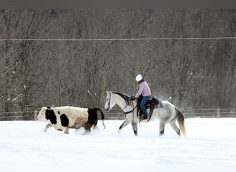 American Quarter Horse, Castrone, 8 Anni, 155 cm, Grigio