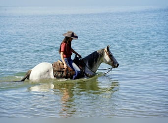 American Quarter Horse, Castrone, 8 Anni, 155 cm, Grigio