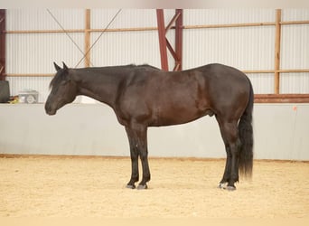 American Quarter Horse, Castrone, 8 Anni, 155 cm, Morello