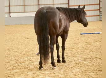 American Quarter Horse, Castrone, 8 Anni, 155 cm, Morello