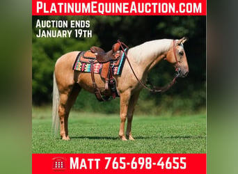 American Quarter Horse, Castrone, 8 Anni, 155 cm, Palomino