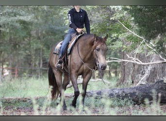 American Quarter Horse, Castrone, 8 Anni, 155 cm, Pelle di daino